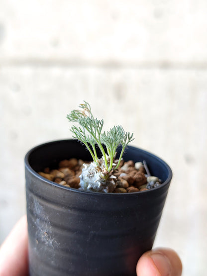 【現品限り】モンソニア・ぺニクリナム 実生【N5】 Monsonia peniculinum