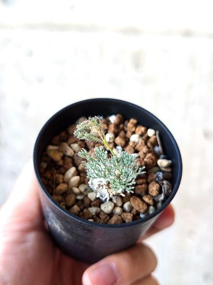 【現品限り】モンソニア・ぺニクリナム 実生【N5】 Monsonia peniculinum