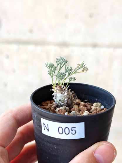 【現品限り】モンソニア・ぺニクリナム 実生【N5】 Monsonia peniculinum