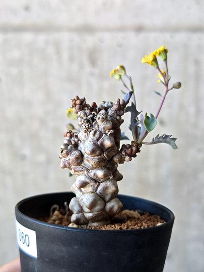 【現品限り】オトンナ・ヘレー 蛮鬼塔 実生【N60】 Othonna herrei