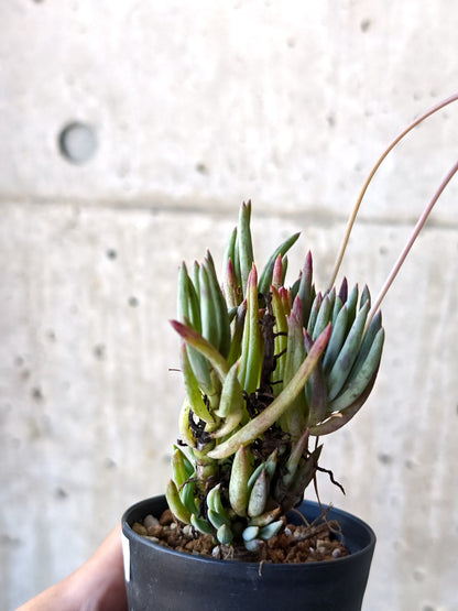 【現品限り】オトンナ・カルノーサ 実生 5年以上【N62】 Othonna carnosa