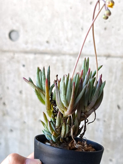 【現品限り】オトンナ・カルノーサ 実生 5年以上【N62】 Othonna carnosa