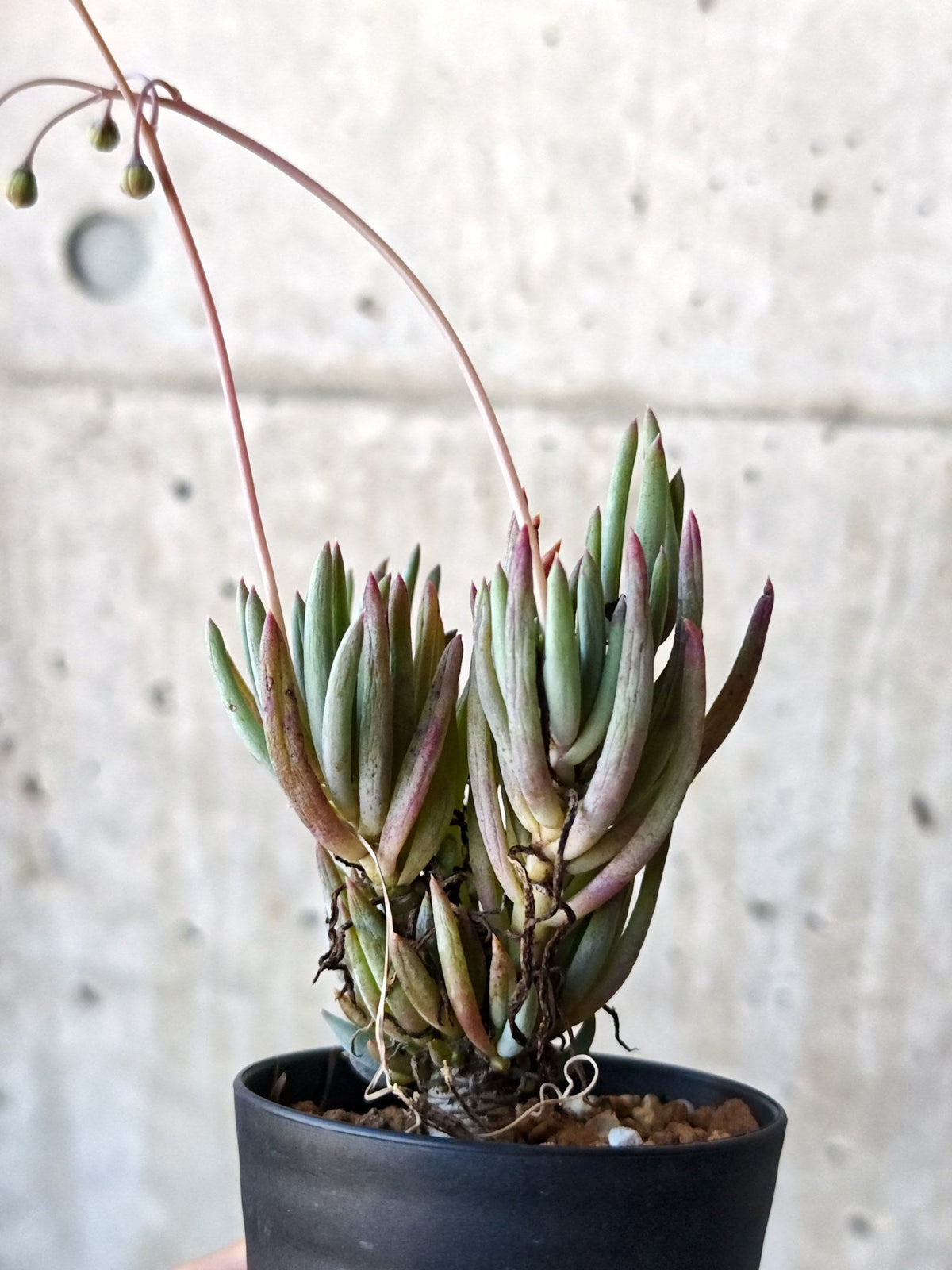【現品限り】オトンナ・カルノーサ 実生 5年以上【N62】 Othonna carnosa