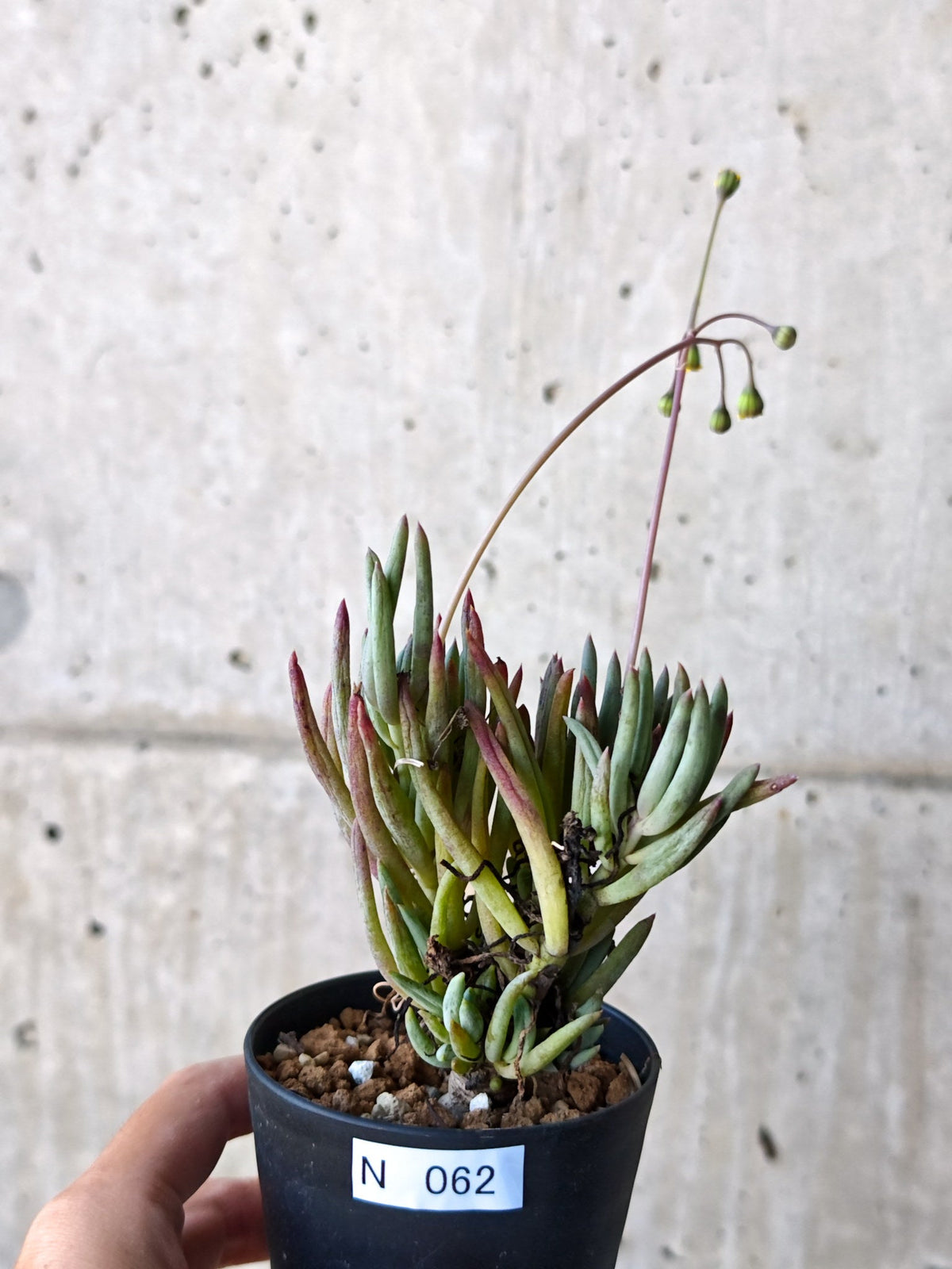 【現品限り】オトンナ・カルノーサ 実生 5年以上【N62】 Othonna carnosa
