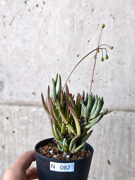 【現品限り】オトンナ・カルノーサ 実生 5年以上【N62】 Othonna carnosa