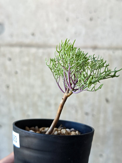 【現品限り】オトンナ・フェザーリーヴス 実生【N63】 Othonna sp feather leaves