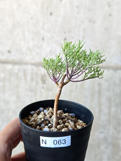 【現品限り】オトンナ・フェザーリーヴス 実生【N63】 Othonna sp feather leaves