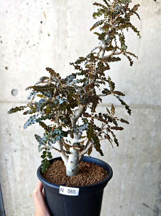 【現品限り】ボスウェリア・ソコトラナ・ナナ 実生 大株【N65】 Boswellia socotrana×nana