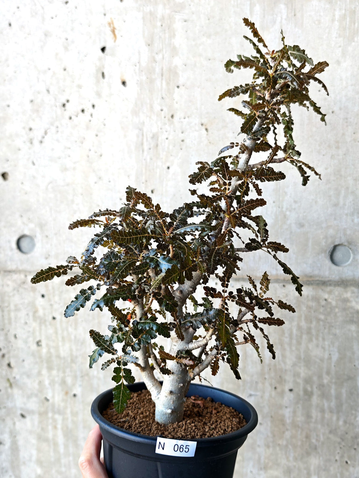 【現品限り】ボスウェリア・ソコトラナ・ナナ 実生 大株【N65】 Boswellia socotrana×nana