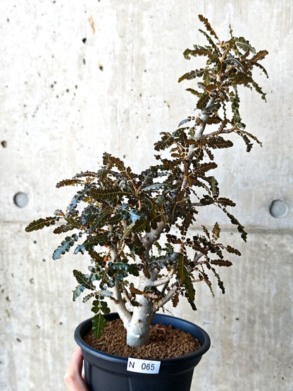 【現品限り】ボスウェリア・ソコトラナ・ナナ 実生 大株【N65】 Boswellia socotrana×nana