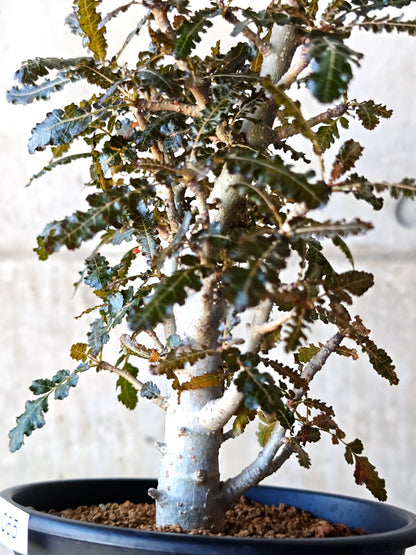 【現品限り】ボスウェリア・ソコトラナ・ナナ 実生 大株【N65】 Boswellia socotrana×nana