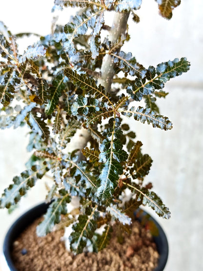 【現品限り】ボスウェリア・ソコトラナ・ナナ 実生 大株【N65】 Boswellia socotrana×nana