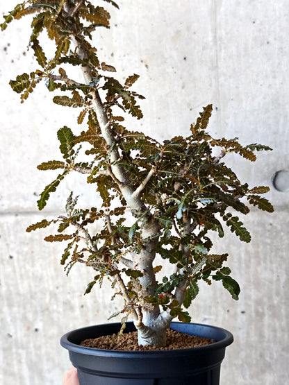 【現品限り】ボスウェリア・ソコトラナ・ナナ 実生 大株【N65】 Boswellia socotrana×nana