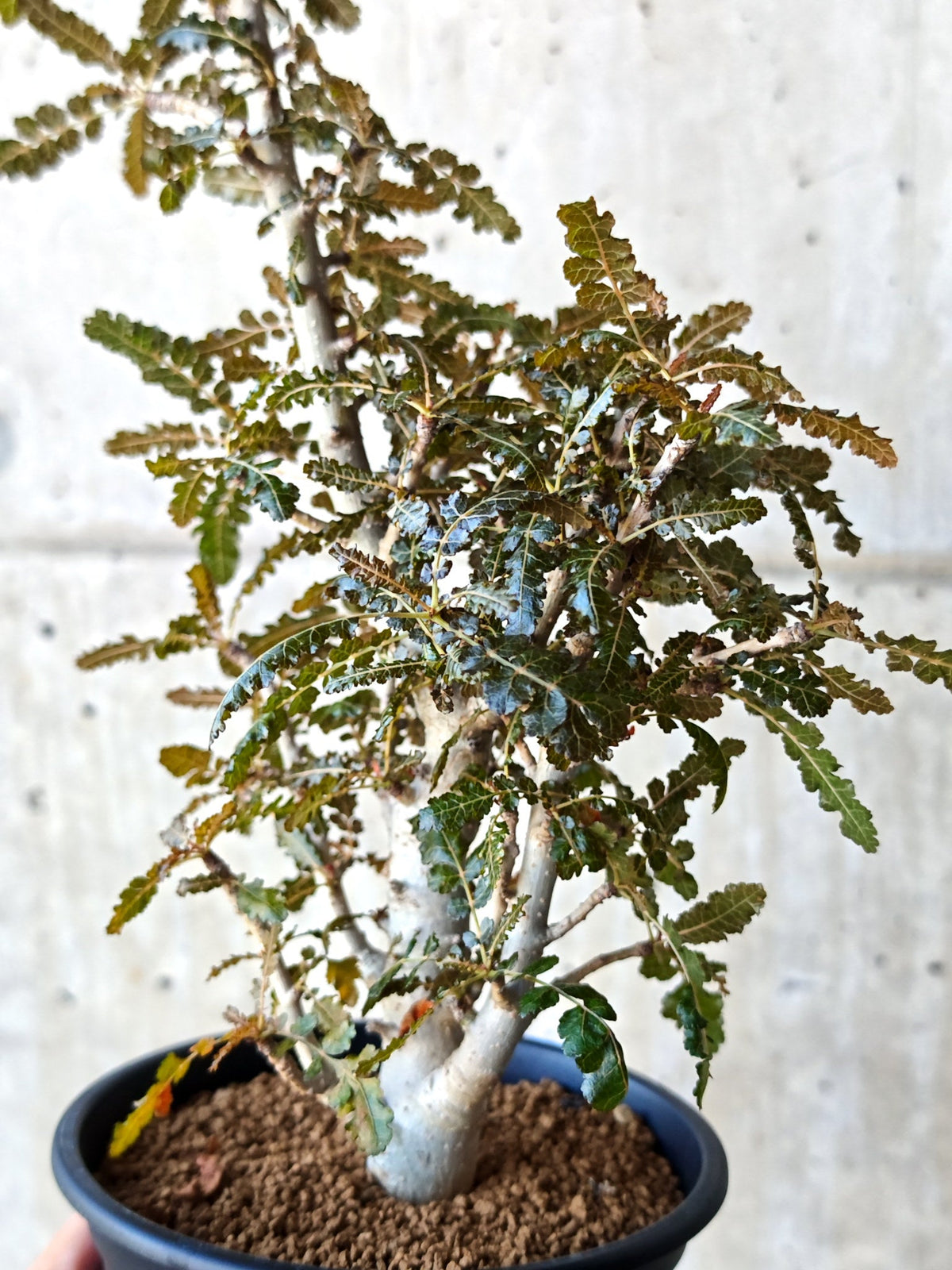 【現品限り】ボスウェリア・ソコトラナ・ナナ 実生 大株【N65】 Boswellia socotrana×nana