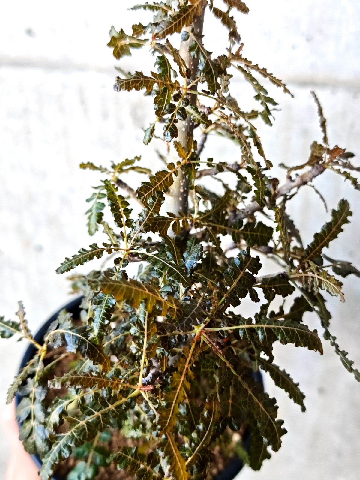 【現品限り】ボスウェリア・ソコトラナ・ナナ 実生 大株【N65】 Boswellia socotrana×nana