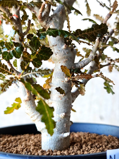【現品限り】ボスウェリア・ソコトラナ・ナナ 実生 大株【N65】 Boswellia socotrana×nana