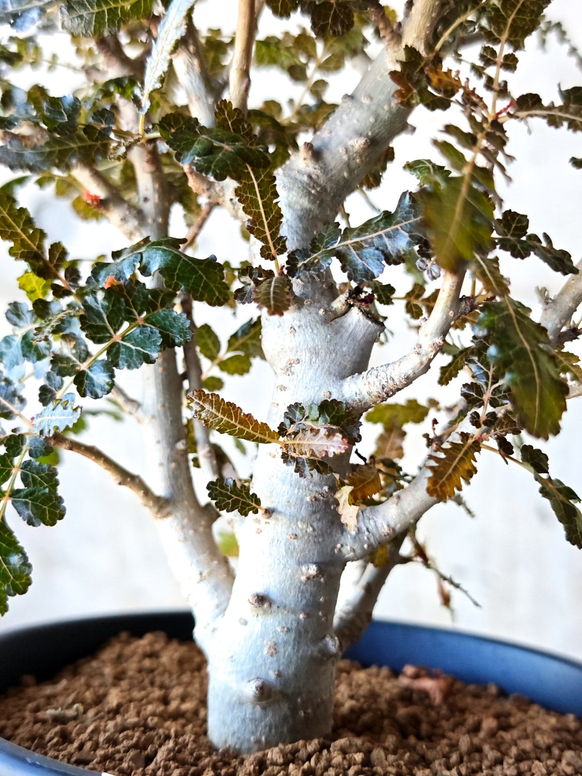 【現品限り】ボスウェリア・ソコトラナ・ナナ 実生 大株【N65】 Boswellia socotrana×nana