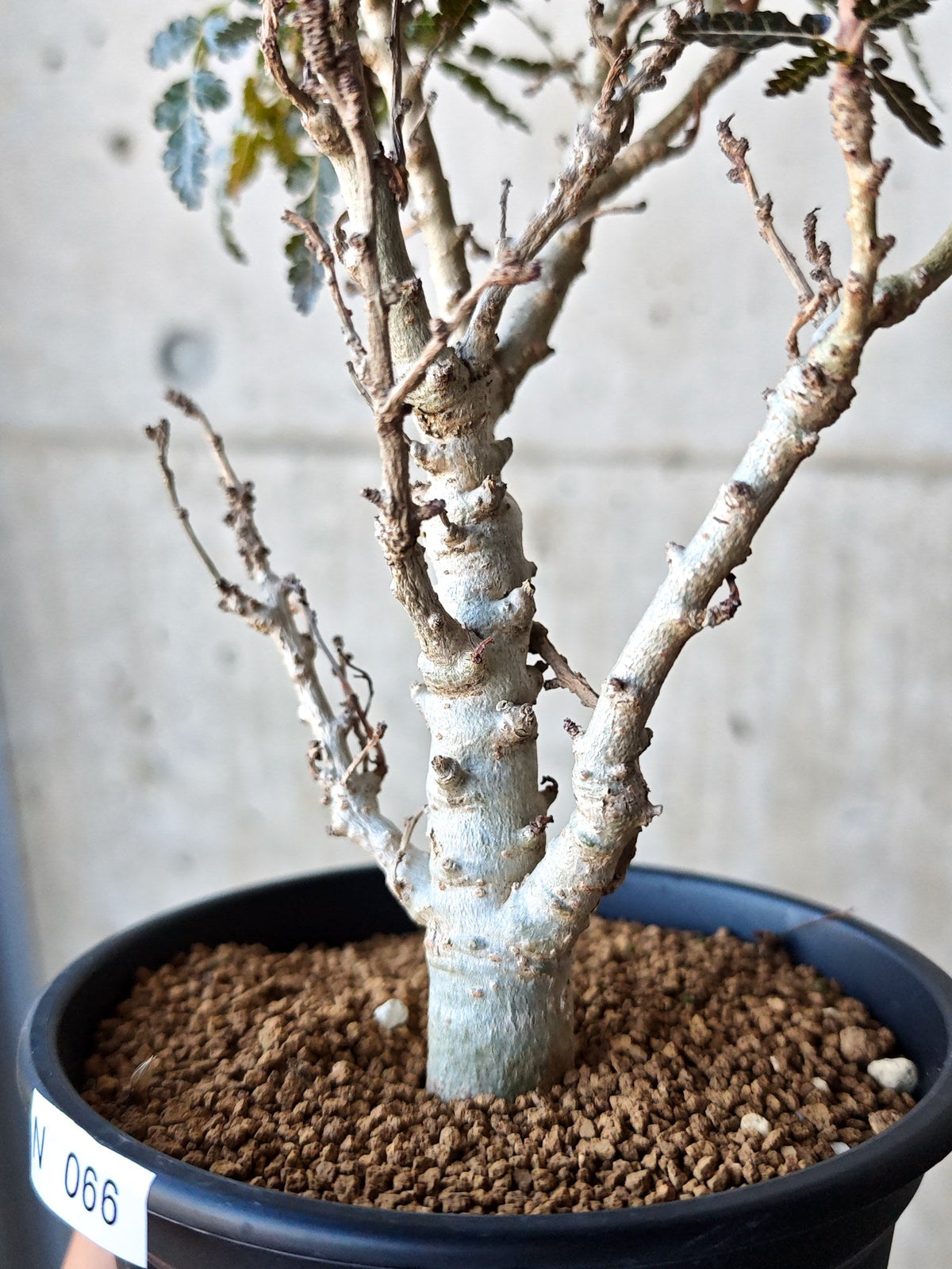 【現品限り】ボスウェリア・ソコトラナ・ナナ 実生 大株【N66】 Boswellia socotrana×nana