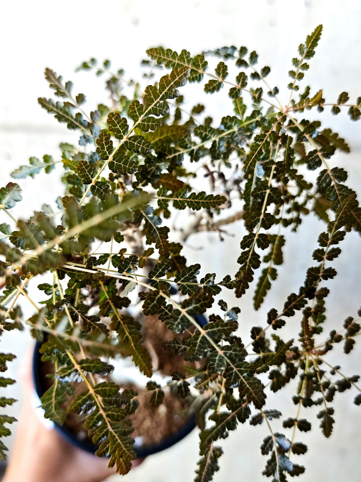 【現品限り】ボスウェリア・ソコトラナ・ナナ 実生 大株【N66】 Boswellia socotrana×nana