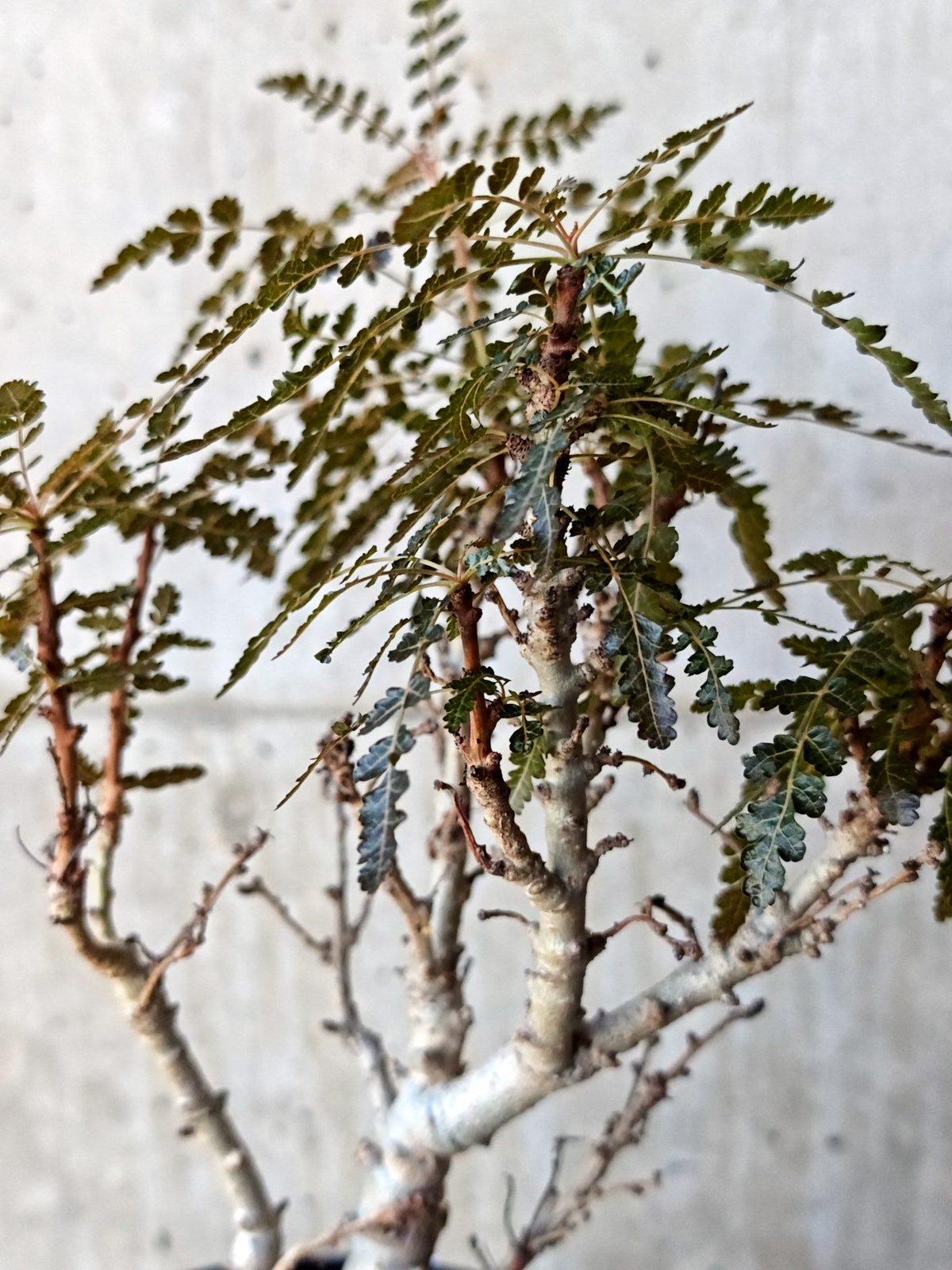 【現品限り】ボスウェリア・ソコトラナ・ナナ 実生 大株【N66】 Boswellia socotrana×nana