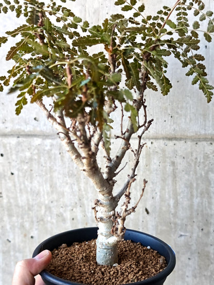 【現品限り】ボスウェリア・ソコトラナ・ナナ 実生 大株【N66】 Boswellia socotrana×nana