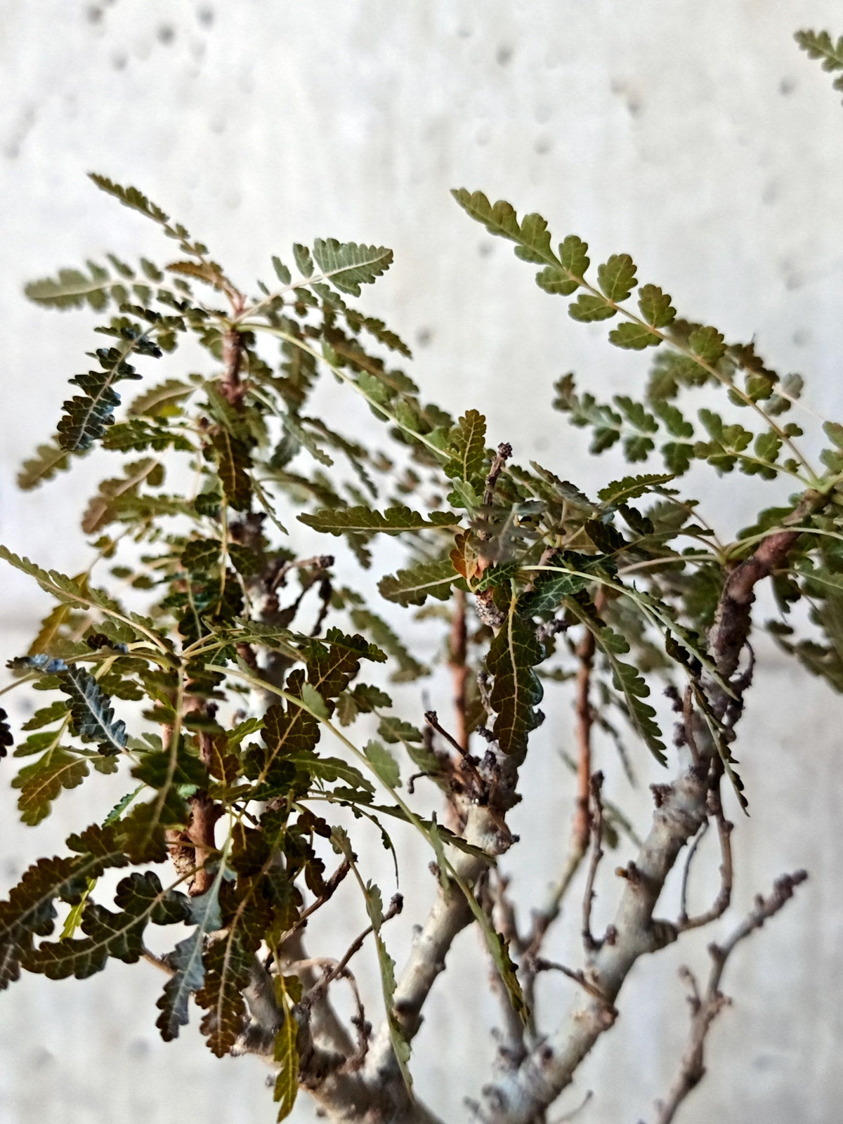 【現品限り】ボスウェリア・ソコトラナ・ナナ 実生 大株【N66】 Boswellia socotrana×nana