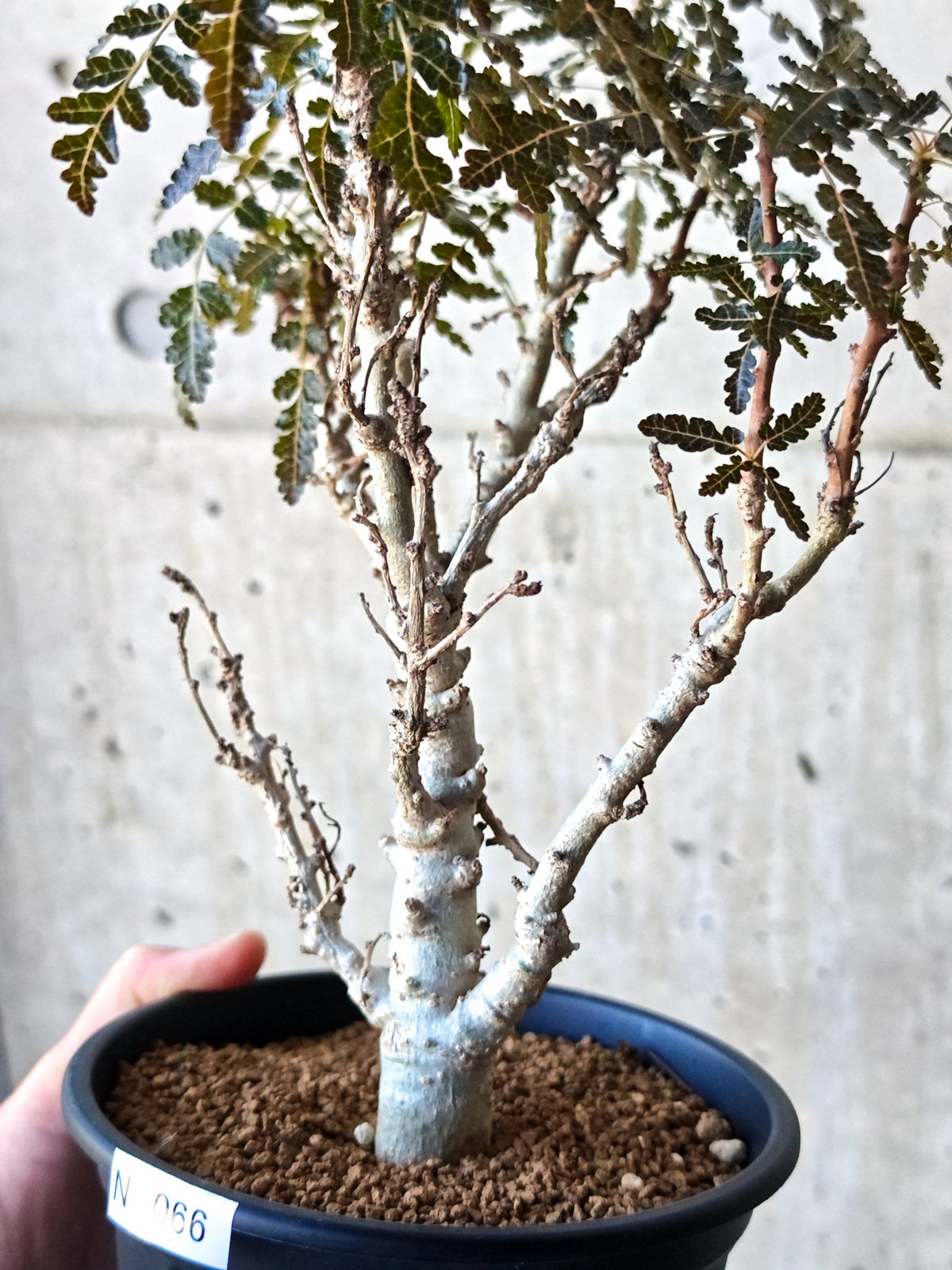 【現品限り】ボスウェリア・ソコトラナ・ナナ 実生 大株【N66】 Boswellia socotrana×nana