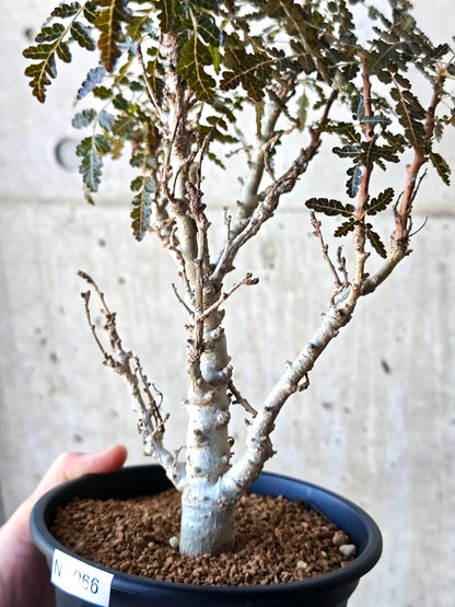 【現品限り】ボスウェリア・ソコトラナ・ナナ 実生 大株【N66】 Boswellia socotrana×nana