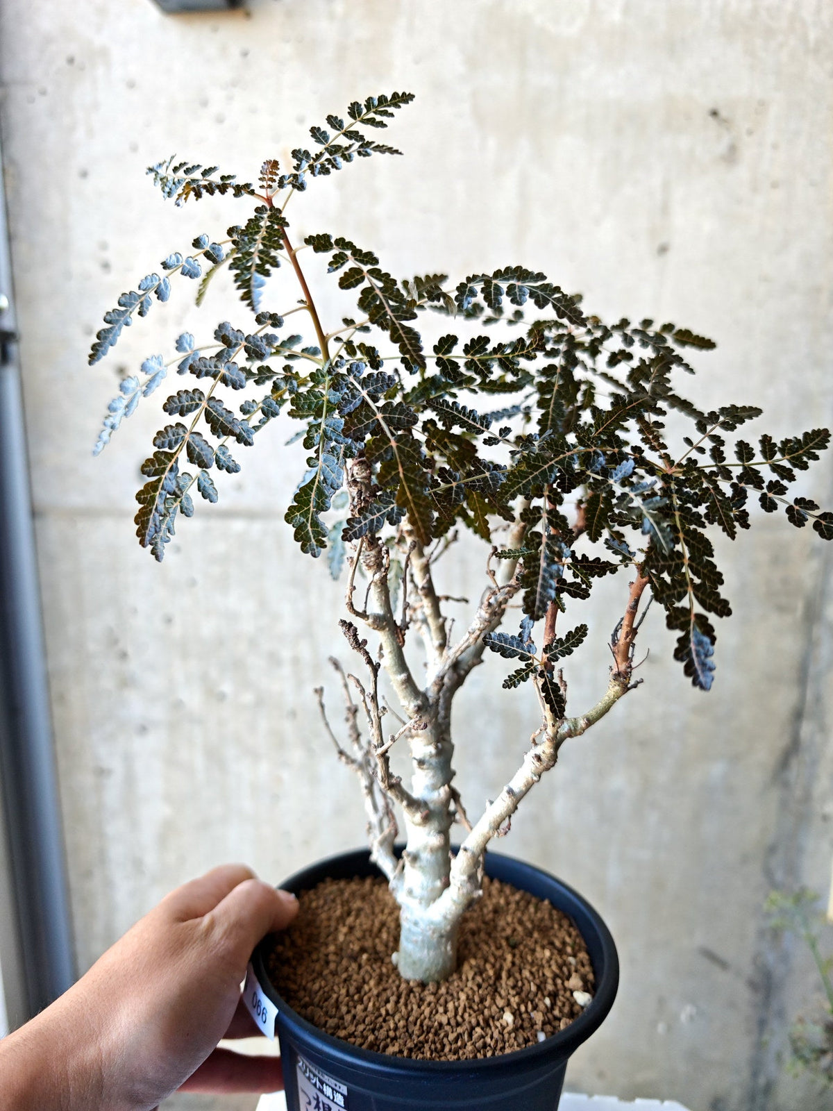 【現品限り】ボスウェリア・ソコトラナ・ナナ 実生 大株【N66】 Boswellia socotrana×nana