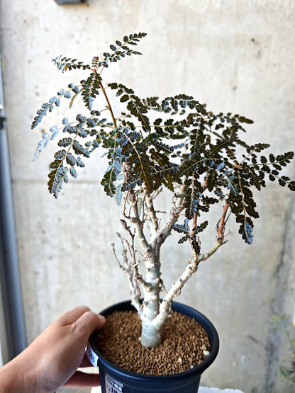 【現品限り】ボスウェリア・ソコトラナ・ナナ 実生 大株【N66】 Boswellia socotrana×nana