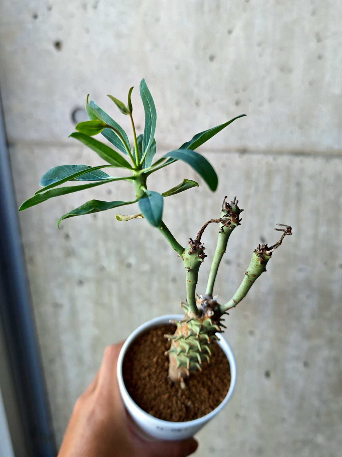 【現品限り】ユーフォルビア・ロンギツベルクローサ 実生【N67】 Euphorbia longituberculosa