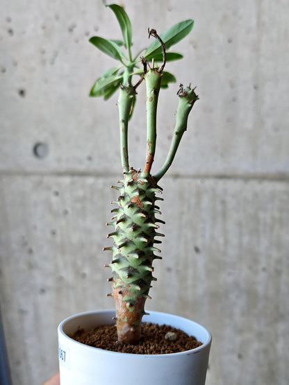 【現品限り】ユーフォルビア・ロンギツベルクローサ 実生【N67】 Euphorbia longituberculosa