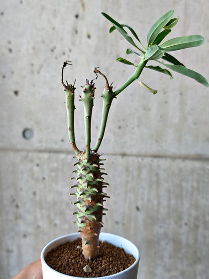 【現品限り】ユーフォルビア・ロンギツベルクローサ 実生【N67】 Euphorbia longituberculosa