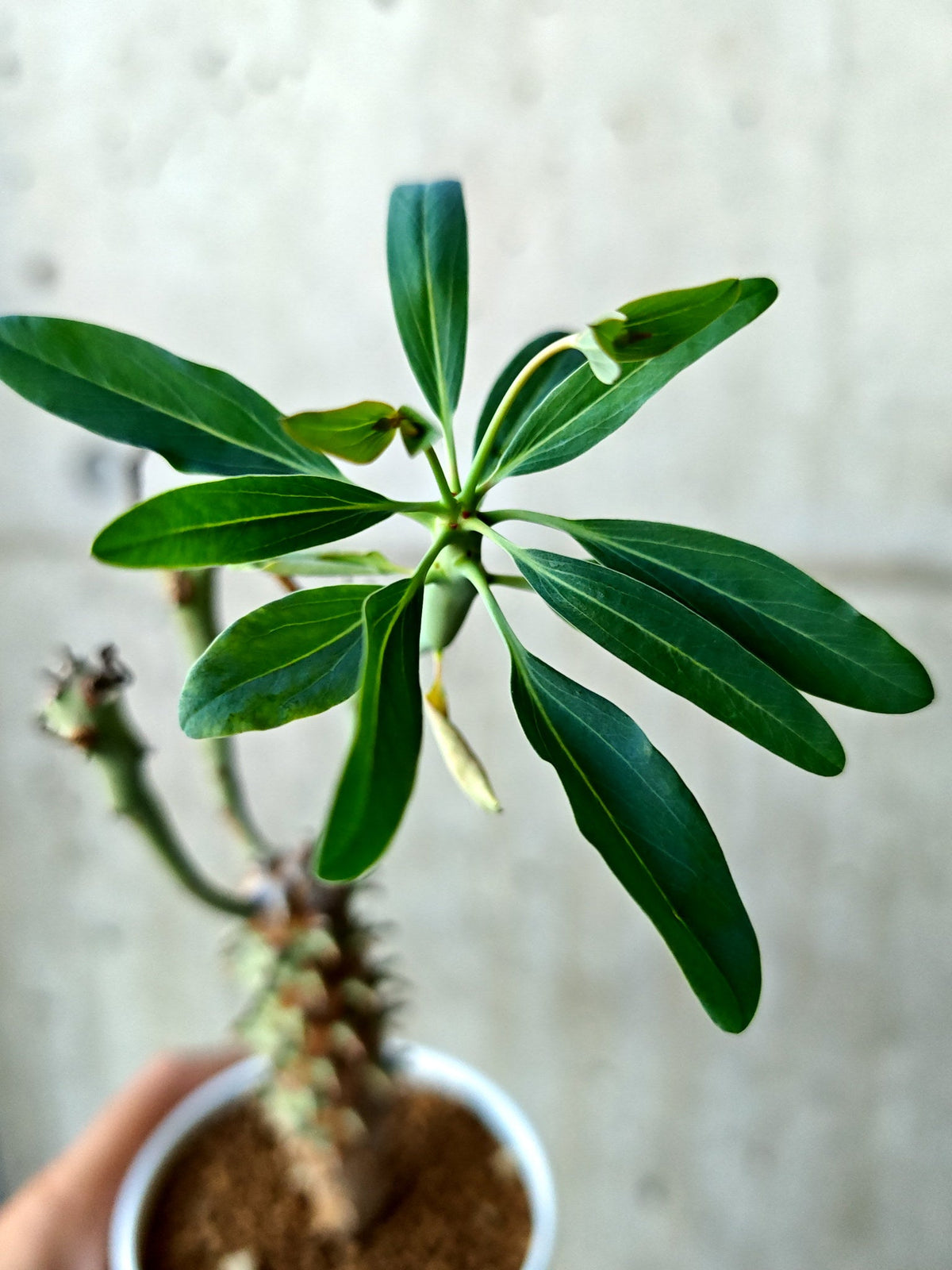 【現品限り】ユーフォルビア・ロンギツベルクローサ 実生【N67】 Euphorbia longituberculosa