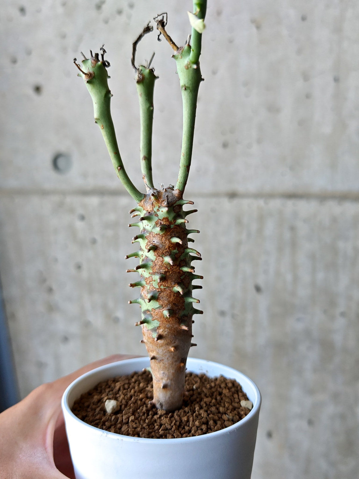 【現品限り】ユーフォルビア・ロンギツベルクローサ 実生【N67】 Euphorbia longituberculosa