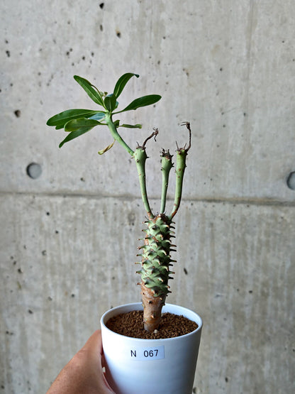 【現品限り】ユーフォルビア・ロンギツベルクローサ 実生【N67】 Euphorbia longituberculosa