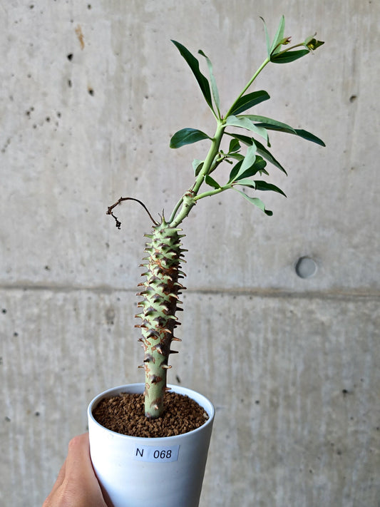 【現品限り】ユーフォルビア・ロンギツベルクローサ 実生【N68】 Euphorbia longituberculosa