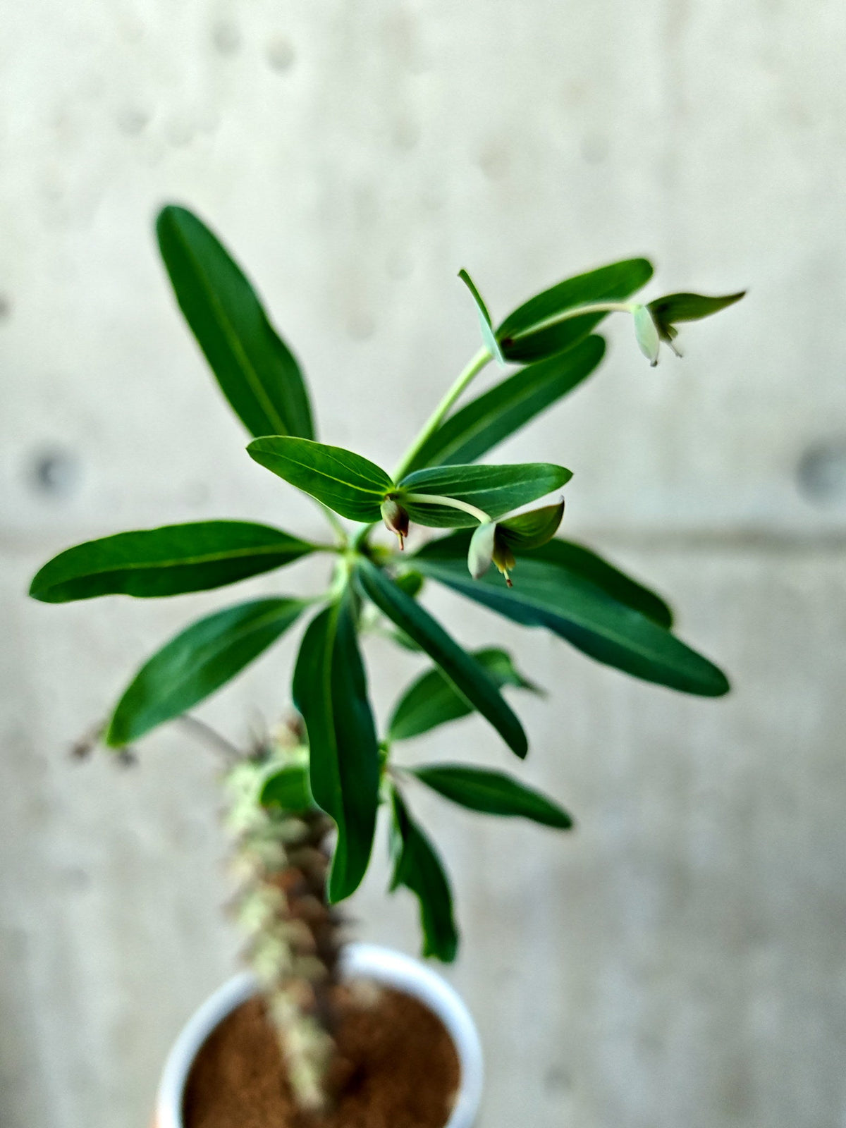 【現品限り】ユーフォルビア・ロンギツベルクローサ 実生【N68】 Euphorbia longituberculosa