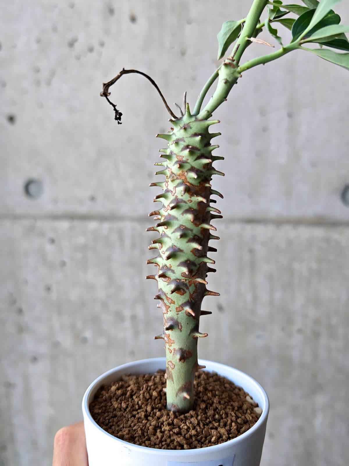 【現品限り】ユーフォルビア・ロンギツベルクローサ 実生【N68】 Euphorbia longituberculosa