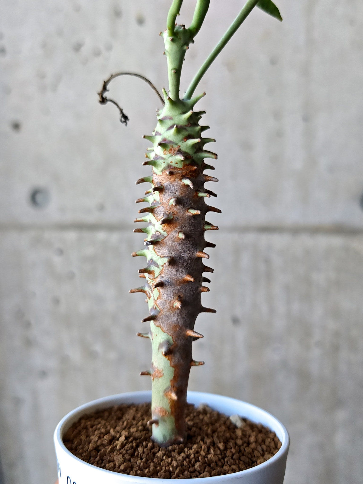 【現品限り】ユーフォルビア・ロンギツベルクローサ 実生【N68】 Euphorbia longituberculosa