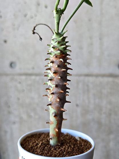 【現品限り】ユーフォルビア・ロンギツベルクローサ 実生【N68】 Euphorbia longituberculosa