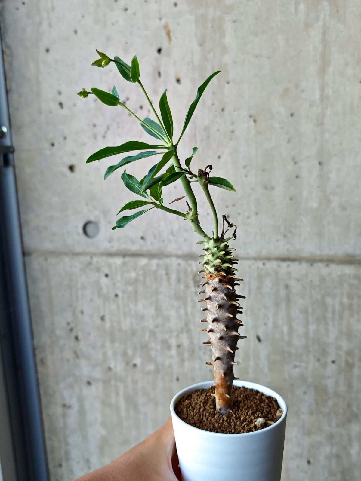 【現品限り】ユーフォルビア・ロンギツベルクローサ 実生【N68】 Euphorbia longituberculosa
