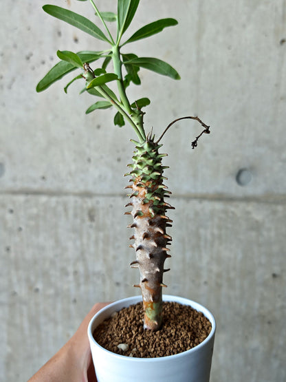 【現品限り】ユーフォルビア・ロンギツベルクローサ 実生【N68】 Euphorbia longituberculosa