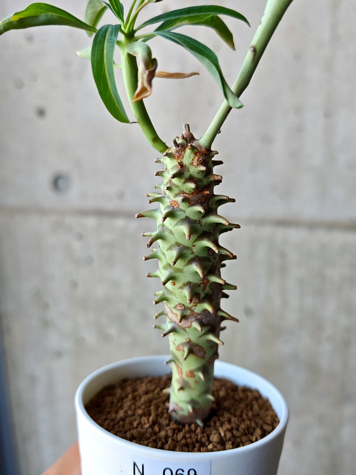 【現品限り】ユーフォルビア・ロンギツベルクローサ 実生【N69】 Euphorbia longituberculosa