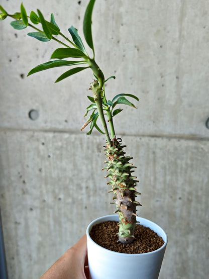 【現品限り】ユーフォルビア・ロンギツベルクローサ 実生【N69】 Euphorbia longituberculosa