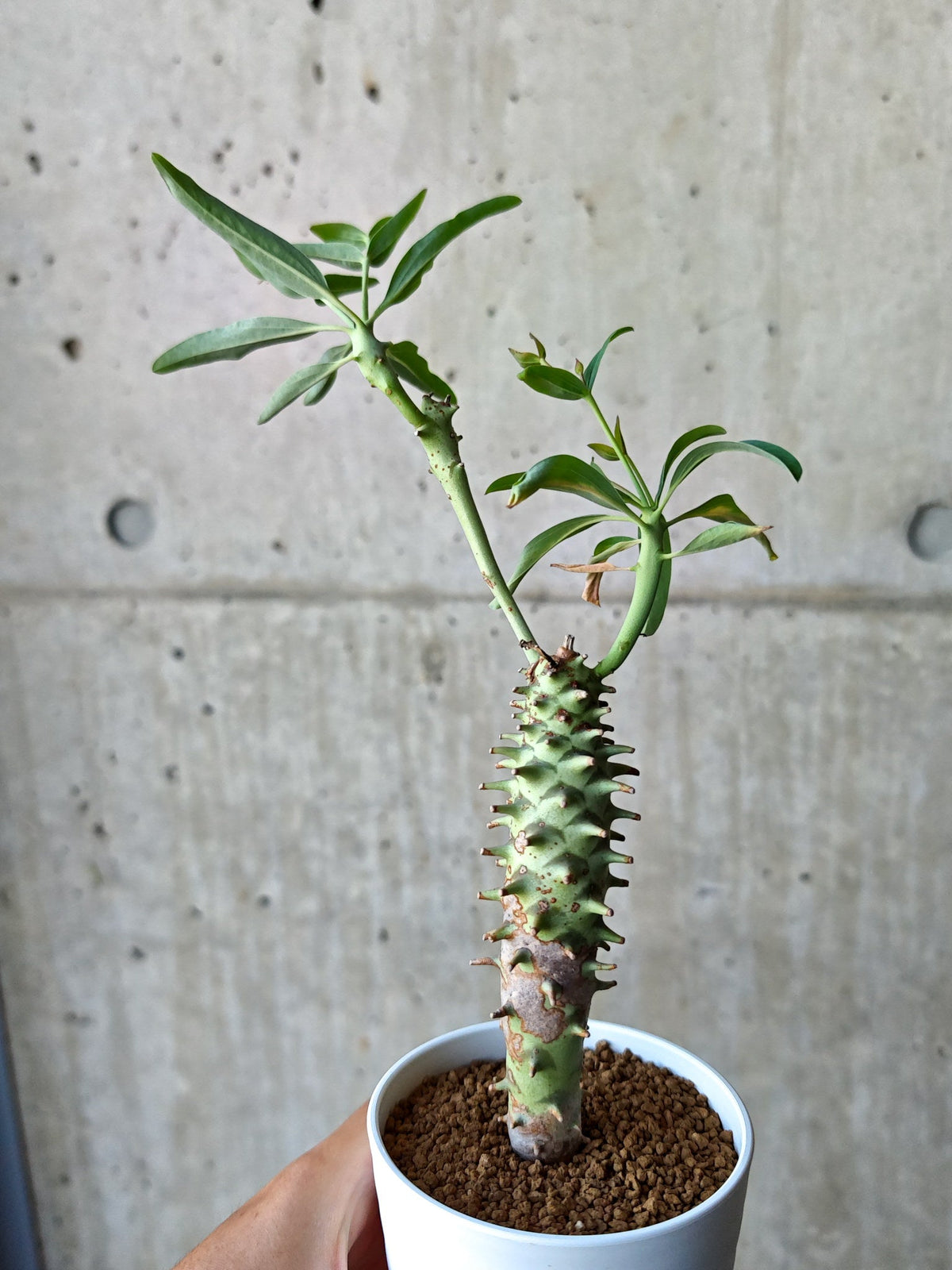 【現品限り】ユーフォルビア・ロンギツベルクローサ 実生【N69】 Euphorbia longituberculosa