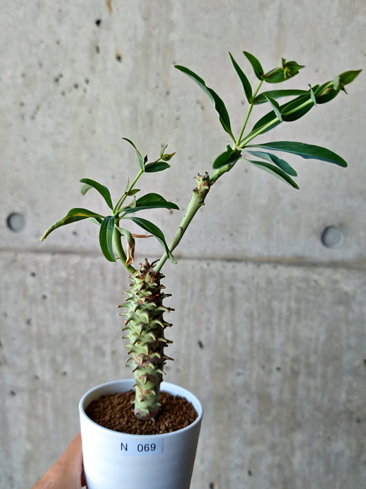 【現品限り】ユーフォルビア・ロンギツベルクローサ 実生【N69】 Euphorbia longituberculosa