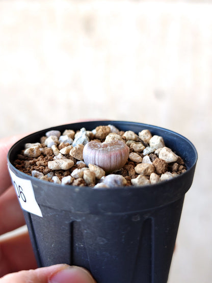 【現品限り】ブルビネ・メセンブリアントイデス ナマクエンシス 実生【N6】 Bulbine mesembryanthoides ssp namaquensis