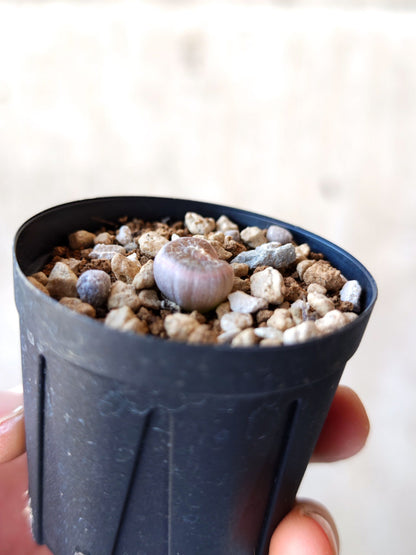 【現品限り】ブルビネ・メセンブリアントイデス ナマクエンシス 実生【N6】 Bulbine mesembryanthoides ssp namaquensis