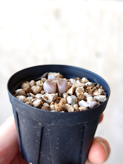 【現品限り】ブルビネ・メセンブリアントイデス ナマクエンシス 実生【N6】 Bulbine mesembryanthoides ssp namaquensis